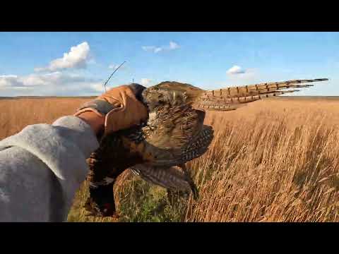 Видео: Дикие петухи в пшеничной траве — традиционный первокурсник SD 2025 (первый ЛИМИТ Нилы!)
