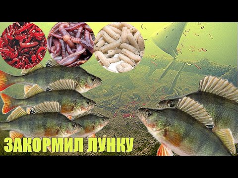 Видео: Прикормил лунку МОТЫЛЁМ, ОПАРЫШЕМ И ЧЕРВЁМ. Подводная съёмка.