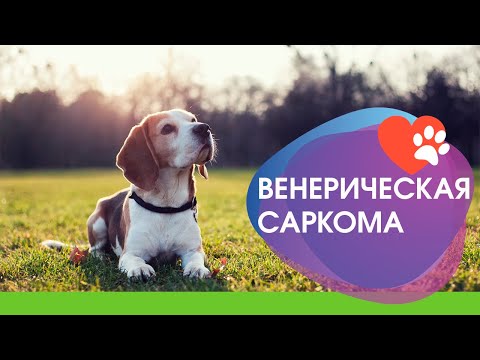 Видео: Венерическая саркома у собак