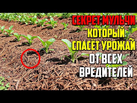 Видео: Секретный Метод Мульчирования, Который Спасет Ваш Урожай!