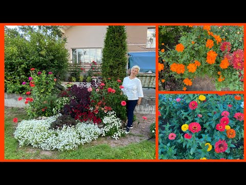 Видео: Клумбы - цветочный августовский микс…. не можно глаз отвесть….