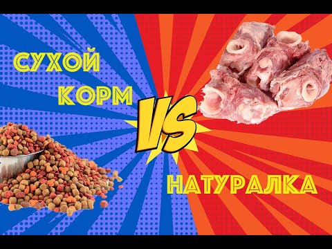 Видео: Переход с сухого корма на натуралку