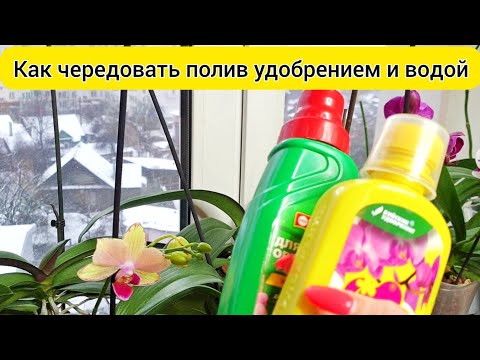 Видео: КОГДА ПОЛИВАТЬ орхидеи удобрениями и водой