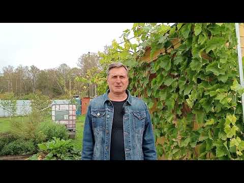 Видео: Обзор столовых сортов на 29.09.2025 г