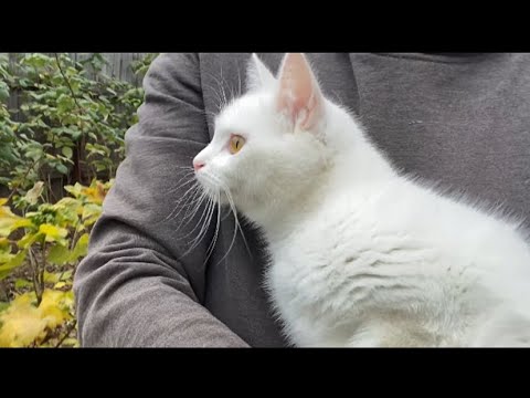 Видео: Весёлая Малютка с друзьями 