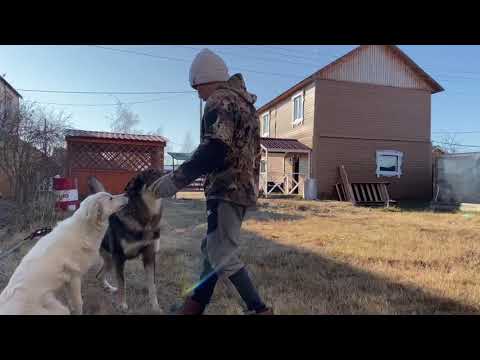 Видео: Күрүөбүтүн оңостобут. Октябрь 2020