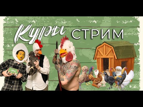 Видео: Разводим "Кур" в прямом эфире!