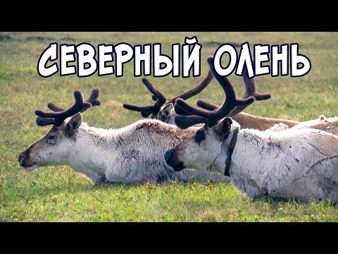 Видео: Тундра.  Северный олень