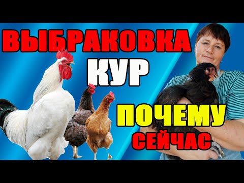 Видео: ВЫБРАКОВКА кур. Почему именно сейчас?
