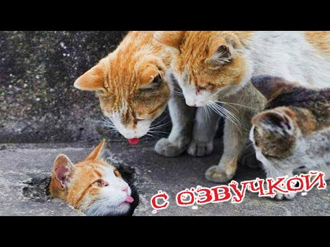 Видео: Приколы с котами с озвучкой! СМЕШНЫЕ КОТЫ! Самые смешные животные! #приколыскотами