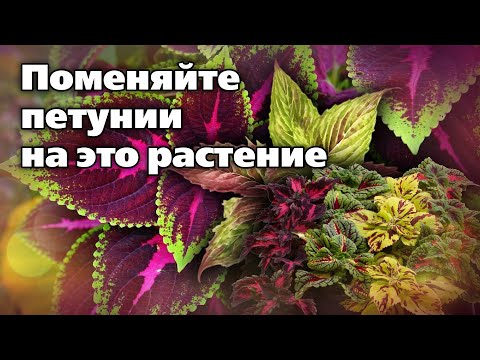 Видео: Колеусы для кашпо и вазонов.  Отличная замена петуниям
