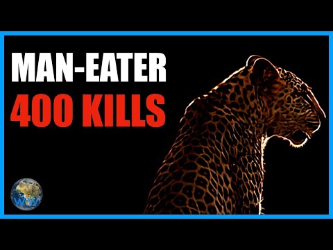 Видео: Леопард-людоед из Панара