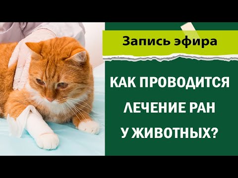 Видео: Лечение ран у животных  Методы заживления  ран