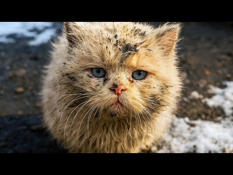 Видео: Кошка сидела в грязи. В её глазах было то, что заставило женщину вернуться... Она не была готова.
