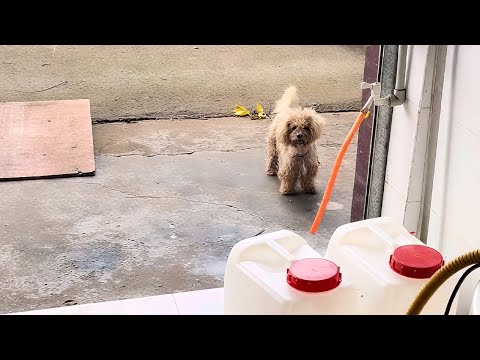 Видео: У бездомной собаки, которую я кормил, есть хозяин?! Правда оказалась душераздирающей.