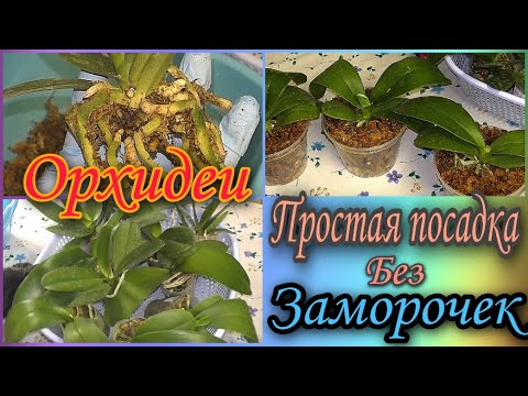 Видео: 👉 Сажаю десять орхидей.  Разбор корневой, посадка.👌