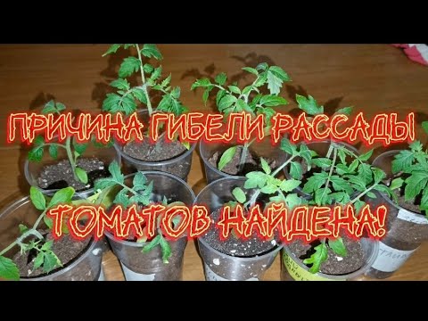 Видео: Рассада томатов погибла! Теперь я знаю почему!?