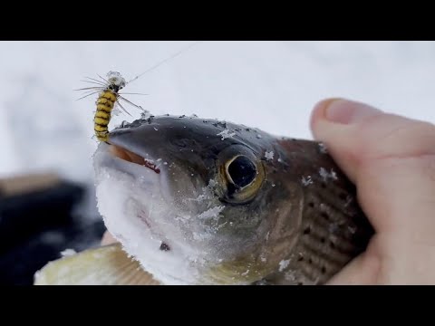 Видео: Эта мушка работает даже зимой! Suede Chenille Semperfli