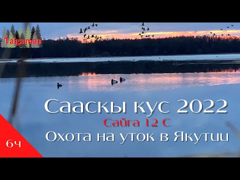 Видео: RUS|ENG Охота на уток в Якутии | Охота с Сайга 12 | Сааскы кус 2022 Сезон сабыы | Solo Duck Hunting