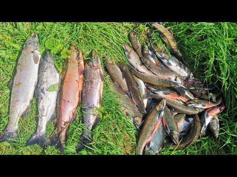 Видео: Сентябрьский кижуч реки Плотникова