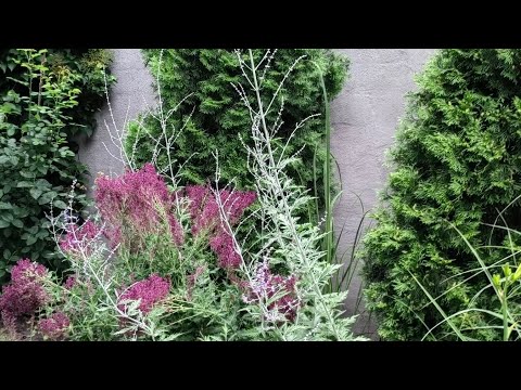 Видео: ПЕРОВСКИЯ Блю Спайр 🌿 результат черенкования