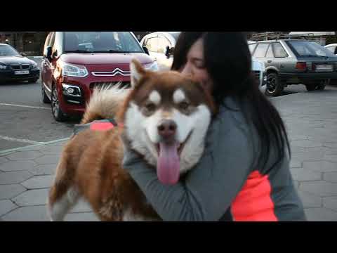 Видео: МАЛАМУТ на ручках И КРЕПКИЕ ОБЬЯТИЯ #хаски #маламут #siberianhusky