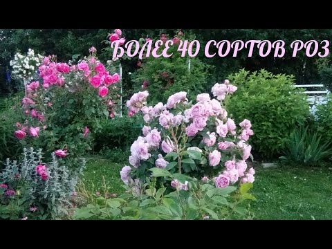 Видео: Цветение розового полукруга.Более 40 сортов флорибунд,чг,шрабов.Июль 2022.