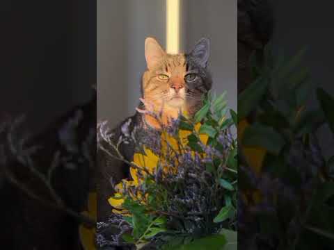 Видео: Не учу!!!   Песня на стихи Олега Никула и Раисы Йилдырим. 