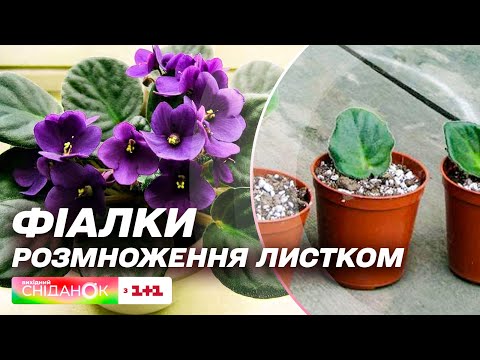 Видео: Як виростити фіалку з листочка – Поради новачкам від Олени Самойлюк