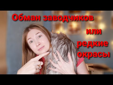 Видео: Что такое "РЕДКИЕ ОКРАСЫ" кошек? Болезни связанные с окрасом.