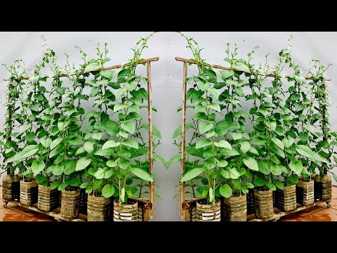 Видео: Креативные способы выращивания шпината дома на большие листья, урожай круглый год