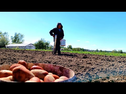 Видео: Один в деревне. Мой быстрый способ сажать бульбу в деревне