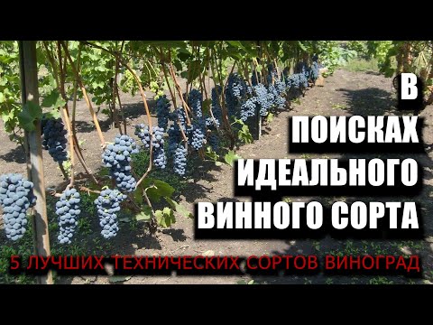 Видео: В поисках идеального винного сорта, 5 лучших технических сортов винограда #ТриЭкоВиноделие