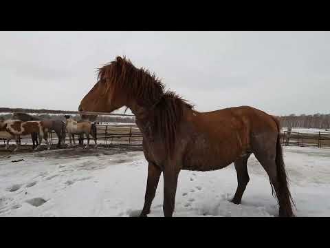 Видео: поимка жеребца. продолжение. қашаған айғыр ұсталды