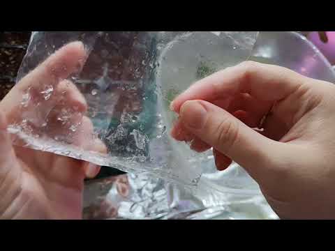 Видео: Посылка с клонами.Адапиация клонов аллоказии 