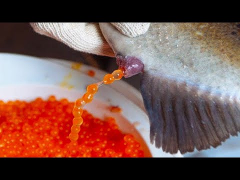 Видео: Икра: Как Её Добывают И Почему Она Такая Дорогая