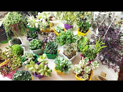 Видео: Повседневные заботы/ Суккуленты/ Готовлю к высадке на улицу