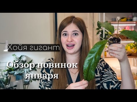 Видео: Шок размер. Хойя гигант, обзор новинок январь