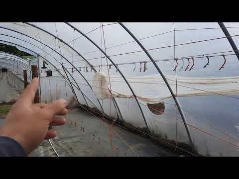 Видео: Обзор теплицы под малину в Шотландии