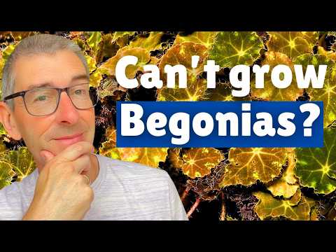 Видео: Не можете вырастить комнатные бегонии? Вот как их спасти!