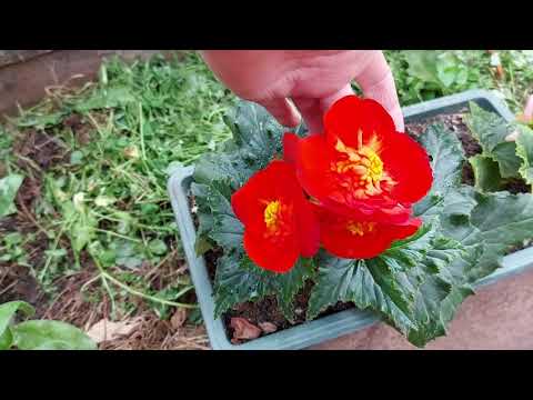 Видео: Америгибриды. Что удалось вырастить! Выращивание бегоний из семян. Часть 3.