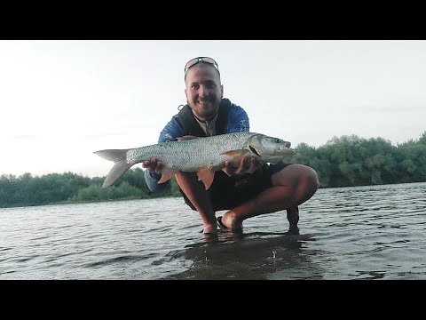 Видео: р. Дністер. Жерех 3 кг на палку до 7 грам