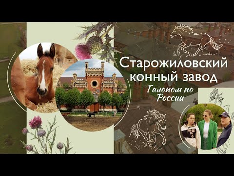 Видео: СТАРОЖИЛОВСКИЙ КОННЫЙ ЗАВОД где разводят ЛОШАДЕЙ РУССКОЙ ВЕРХОВОЙ породы