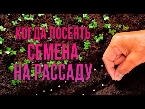 Видео: Сроки посева семян на рассаду. Когда посеять семена томатов на рассаду. Когда сеять томаты, перцы.