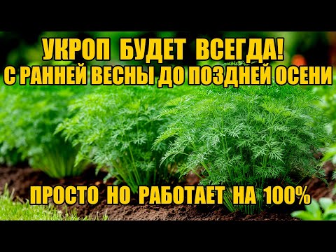 Видео: УКРОП БУДЕТ ВСЕГДА!