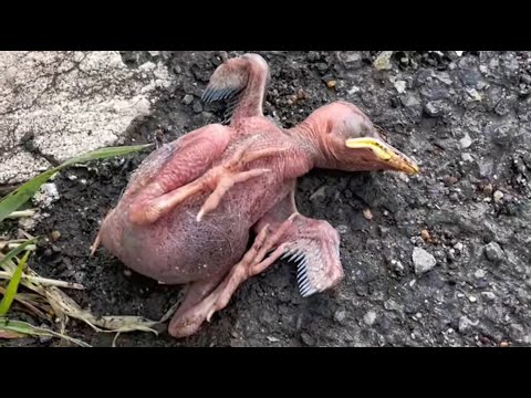 Видео: Умирающий птенец наконец спасен: от близкой смерти до открытого неба.