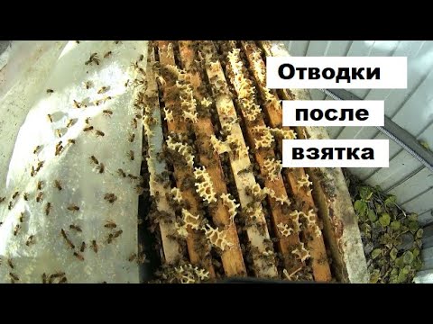 Видео: Отводки по окончанию взятка