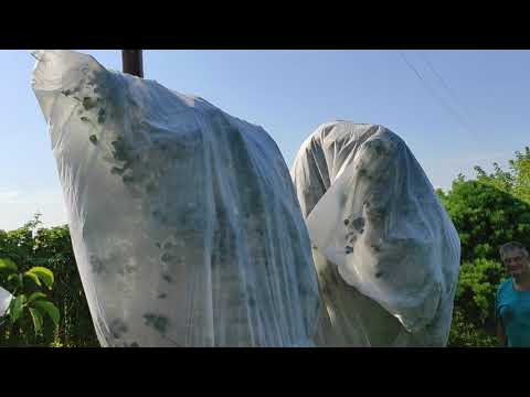 Видео: Шьем и надеваем "платье" на иргу, чтобы спасти ягоды от птиц. Защита ягод от птиц.
