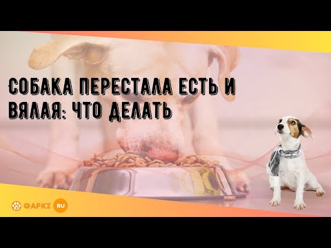 Видео: Собака перестала есть и вялая: что делать