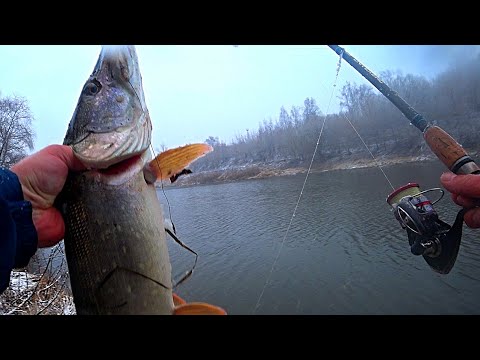 Видео: ЩУКА НА ЖИВЦА С БЕРЕГА! ЛОВЛЯ ЩУКИ НА ПОПЛАВОК! Рыбалка в ноябре 2021!